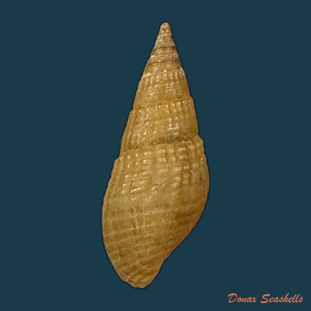 tarebia-celebensis-quoy-gaimard-1832-19-2mm-copia