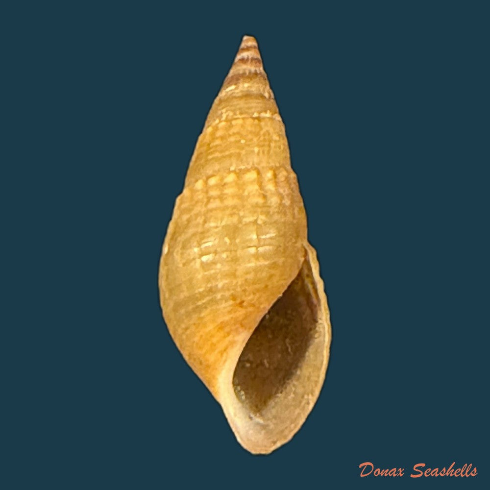 tarebia-celebensis-quoy-gaimard-1832-19-2mm-copia