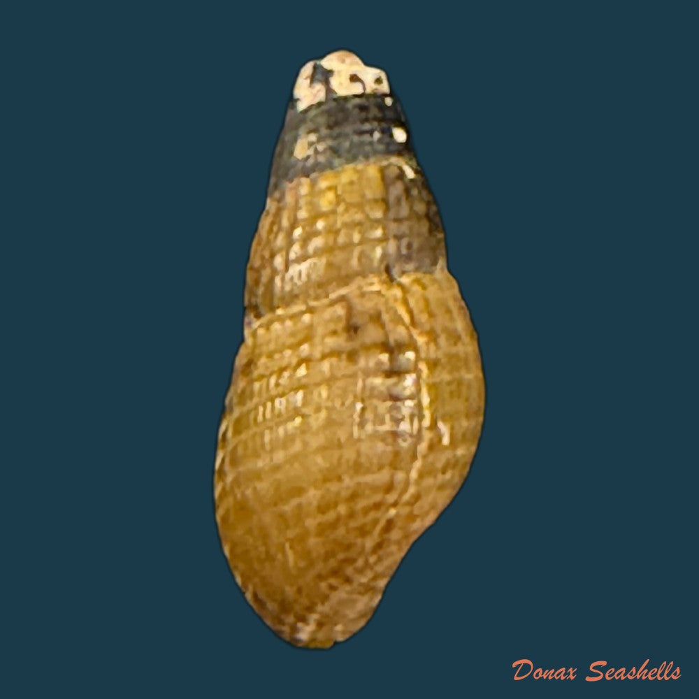 tarebia-celebensis-quoy-gaimard-1834-19-5mm-copia
