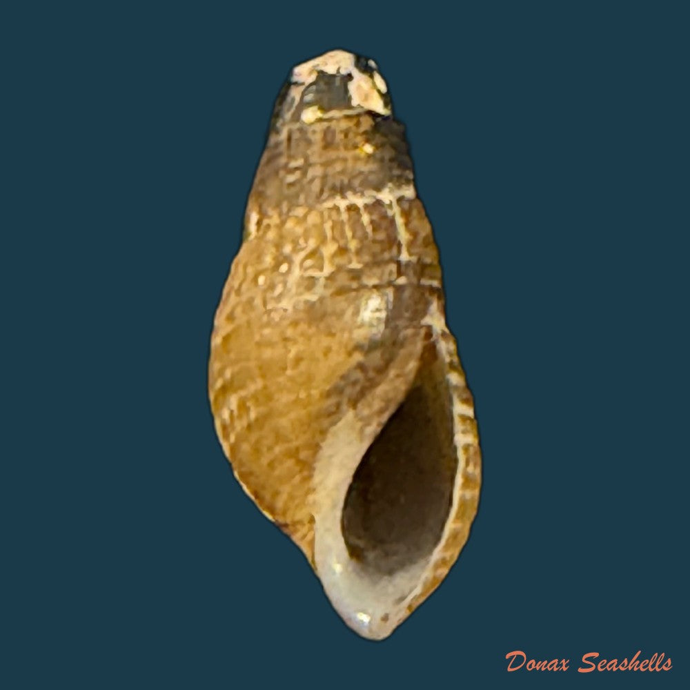 tarebia-celebensis-quoy-gaimard-1834-19-5mm-copia