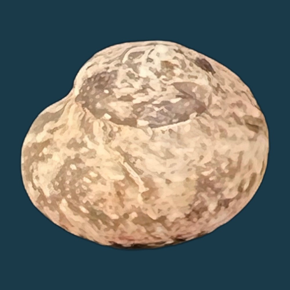 tegula-atra-lesson-1831-31-8mm-copia