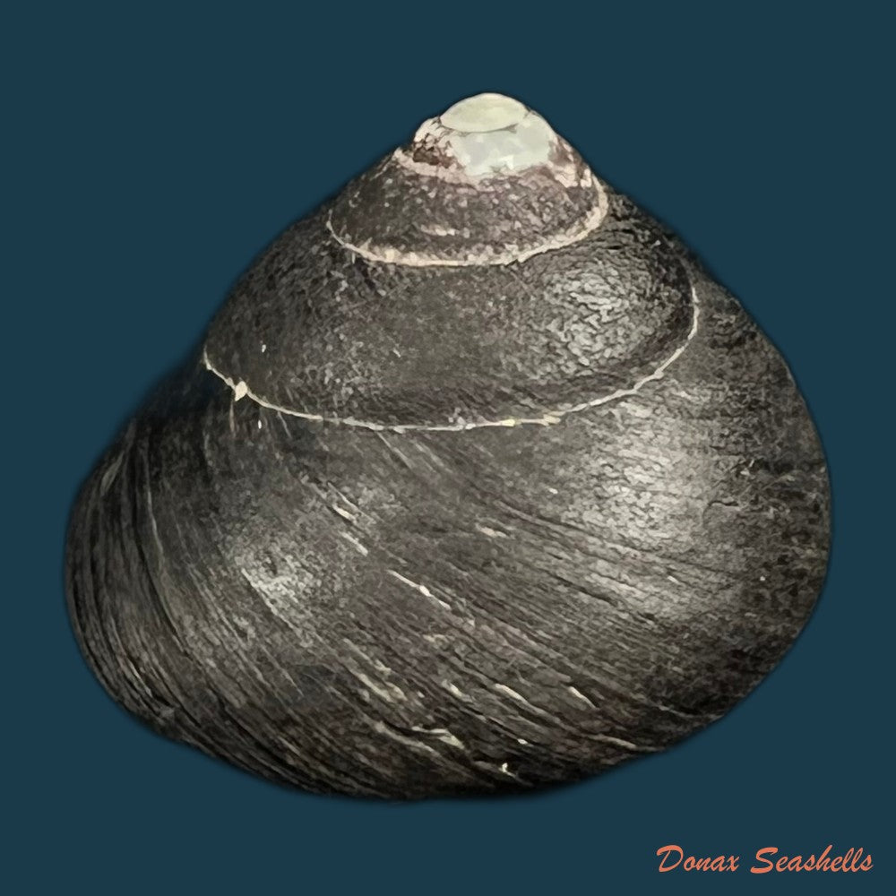 tegula-fasciata-born-1778-12-8mm-copia