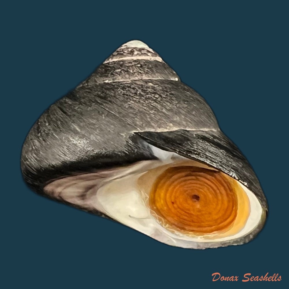tegula-fasciata-born-1778-12-8mm-copia