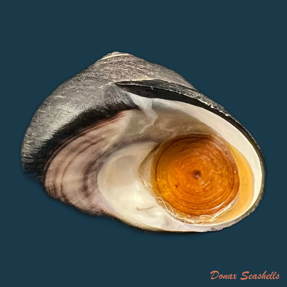 tegula-fasciata-born-1778-12-8mm-copia