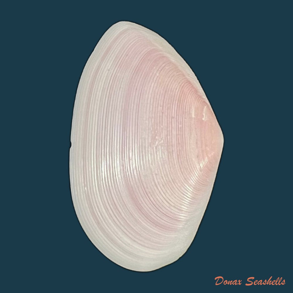 tellina-punicea-born-1778-44-6mm-copia