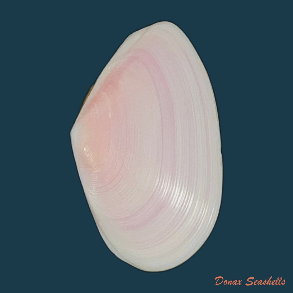 tellina-punicea-born-1778-44-6mm-copia