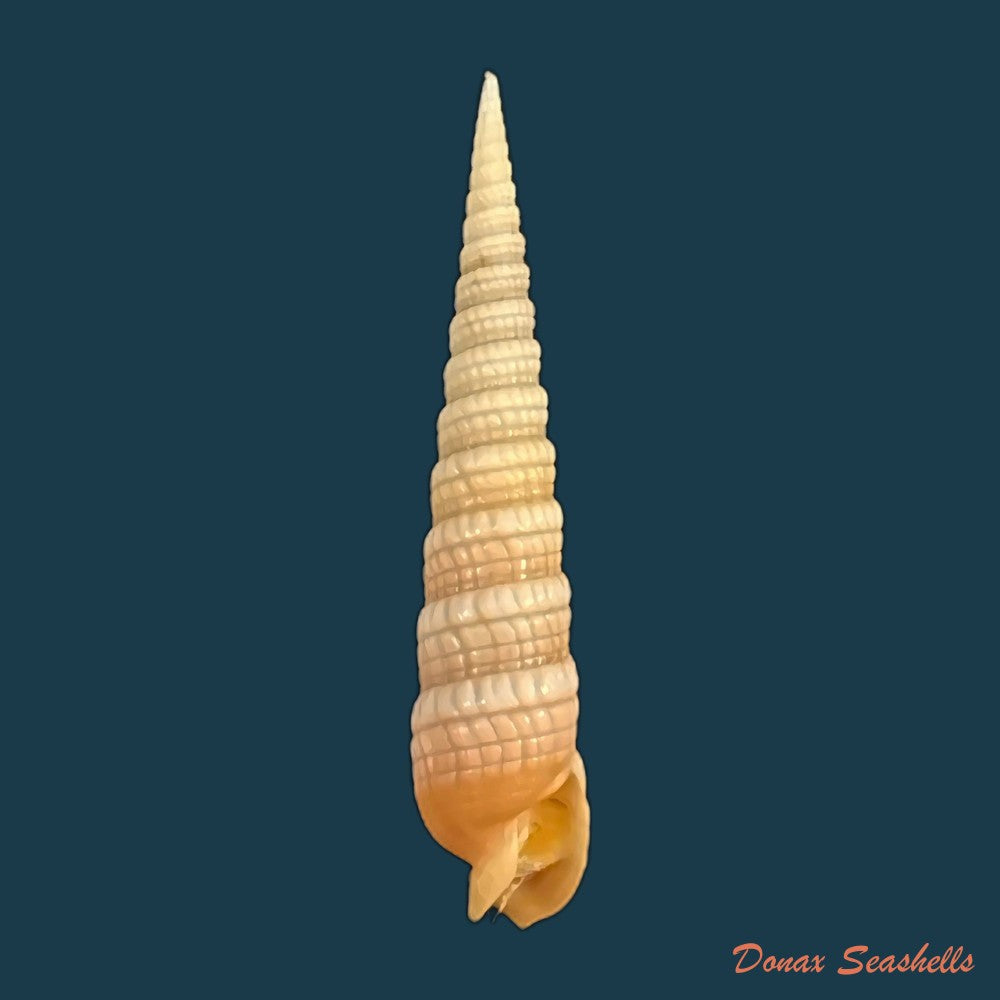 terebra-babylonia-lamarck-1822-36-3mm-copia