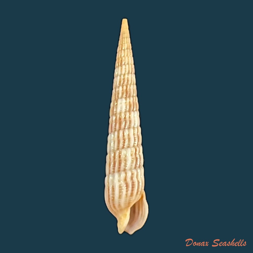 terebra-babylonia-lamarck-1822-41-7mm-copia