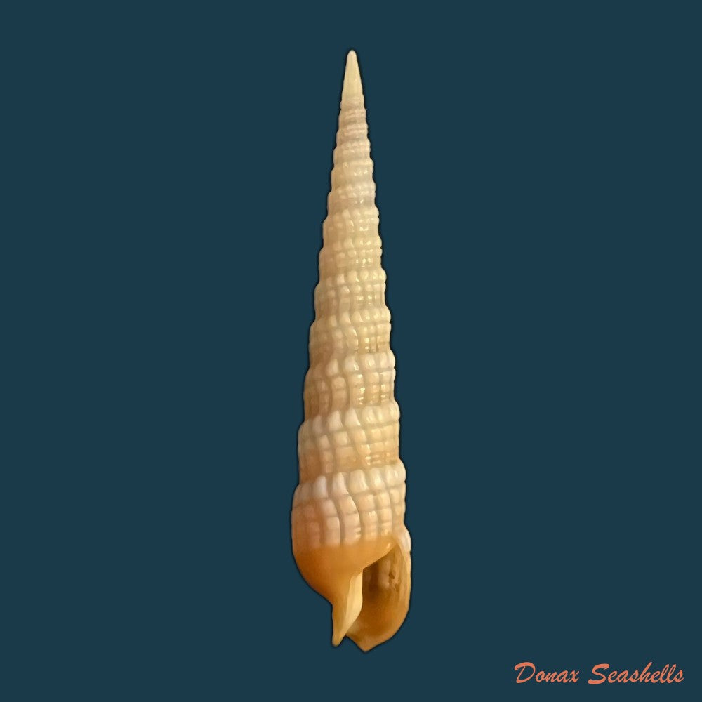 terebra-babylonia-lamarck-1822-44-7mm-copia