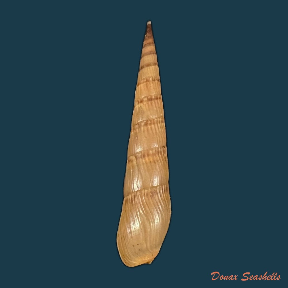 terebra-luctuosa-hinds-1844-46-8mm-copia