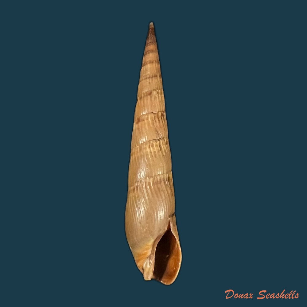 terebra-luctuosa-hinds-1844-46-8mm-copia