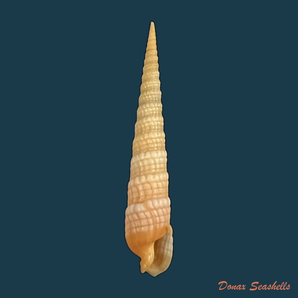terebra-luctuosa-hinds-1844-48-8mm-copia