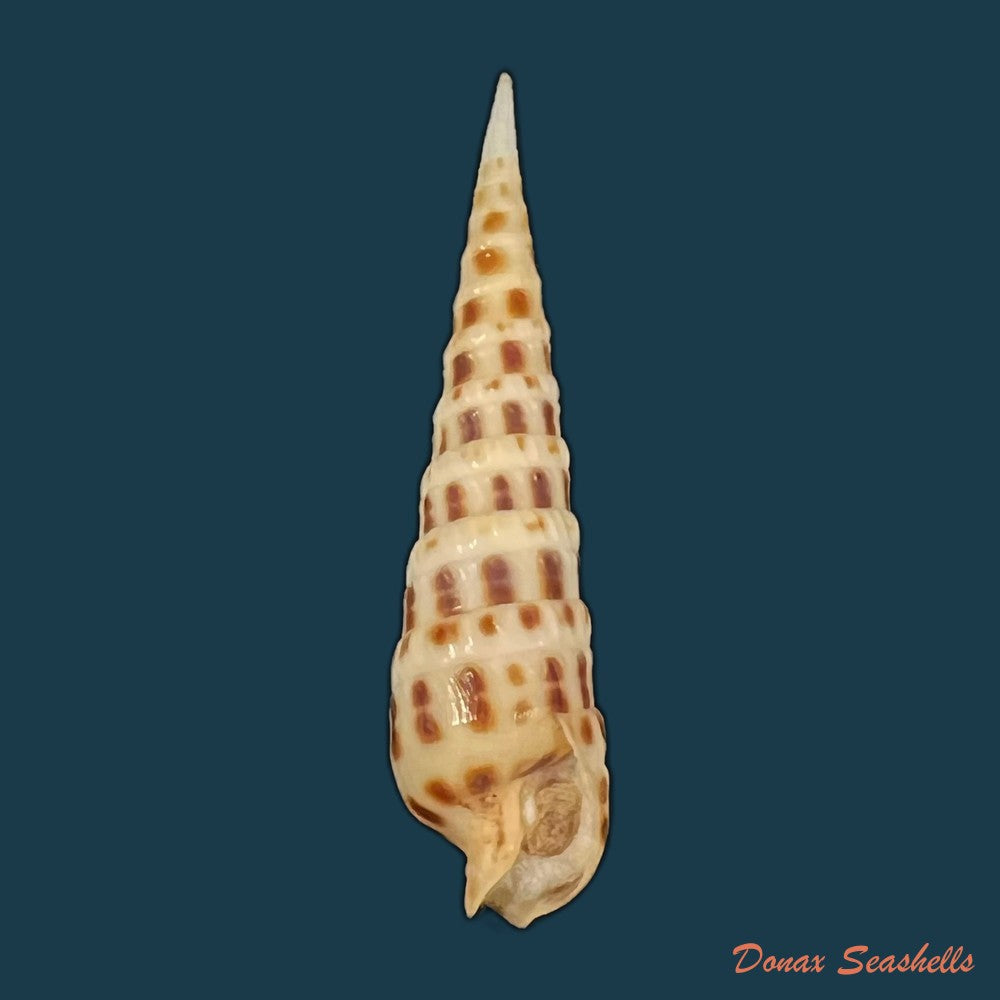 terebra-ornata-gray-1834-45-1mm-copia