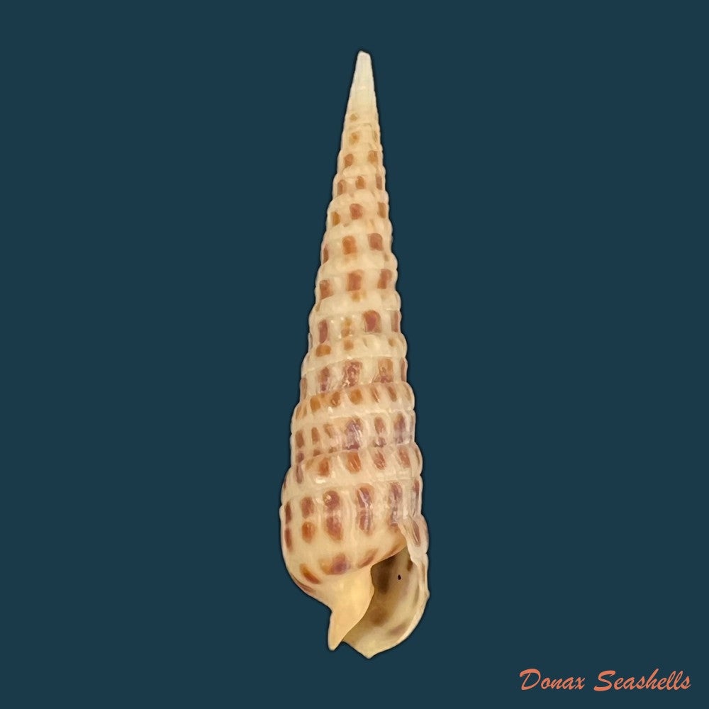 terebra-variegata-gray-1834-36-7mm-copia-1