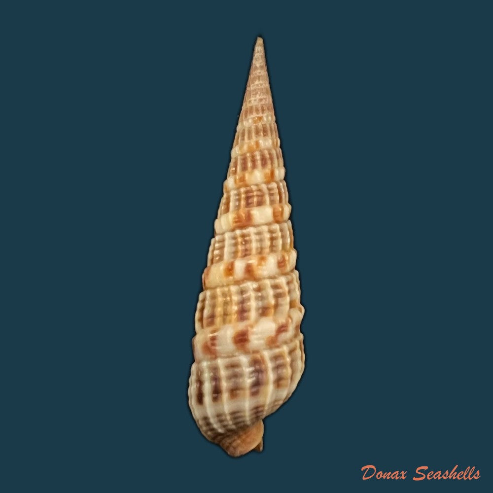 terebra-variegata-gray-1834-36-7mm-copia