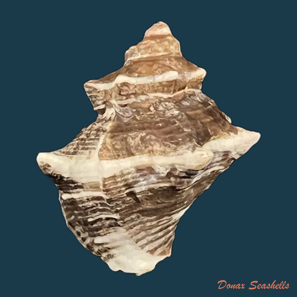 thaisella-kiosquiformis-duclos-1832-26-7mm-copia