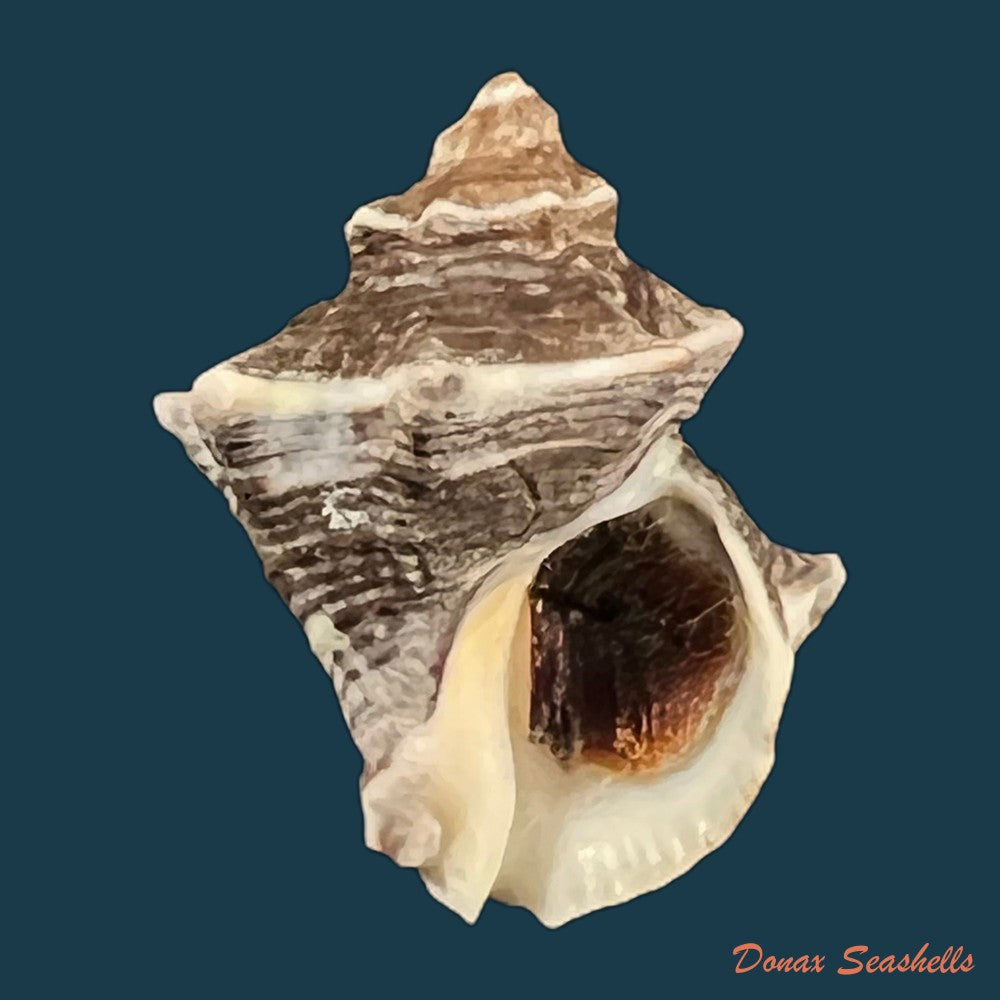 thaisella-kiosquiformis-duclos-1832-26-7mm-copia