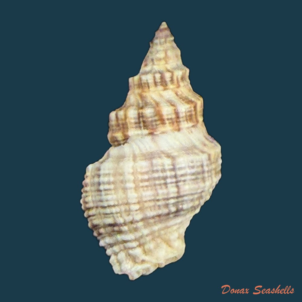 thaisella-kiosquiformis-duclos-1832-26-8mm-copia