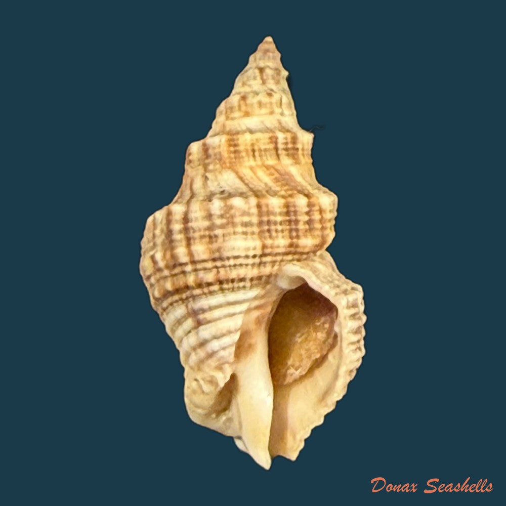 thaisella-kiosquiformis-duclos-1832-26-8mm-copia