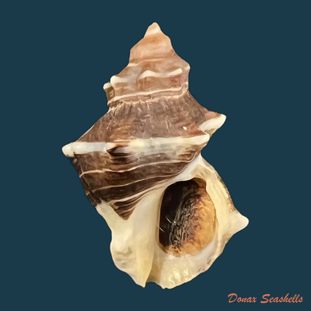 thaisella-kiosquiformis-duclos-1832-27-4mm-copia