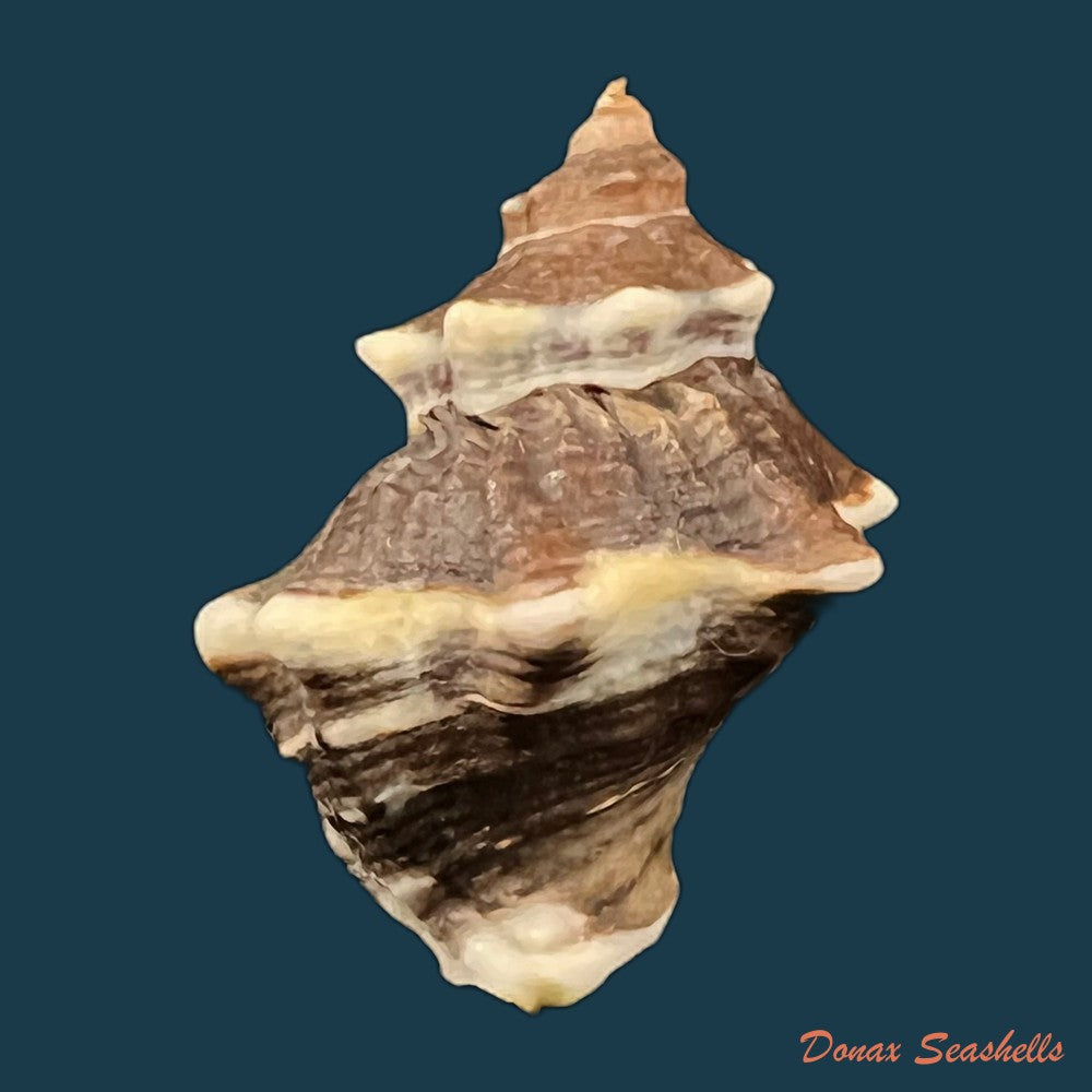 thaisella-kiosquiformis-duclos-1832-27-7mm-copia
