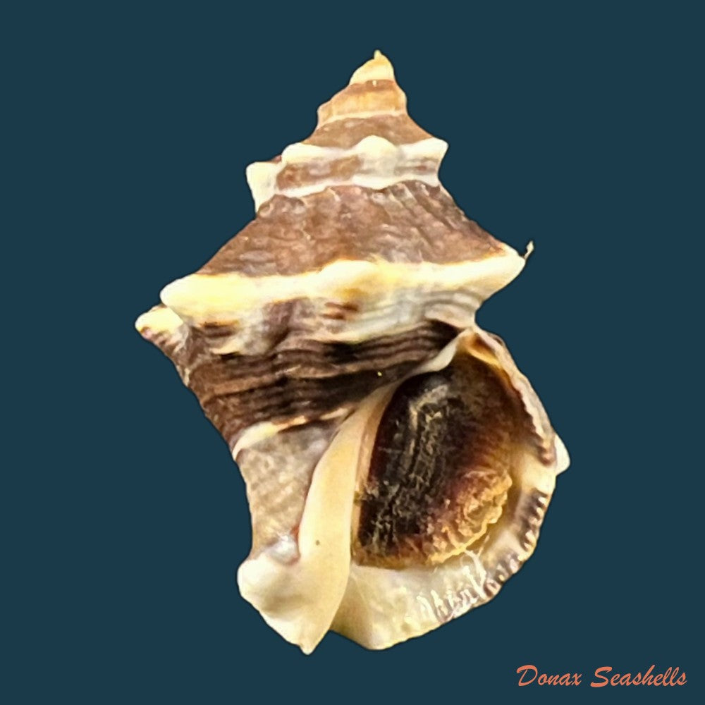 thaisella-kiosquiformis-duclos-1832-27-7mm-copia