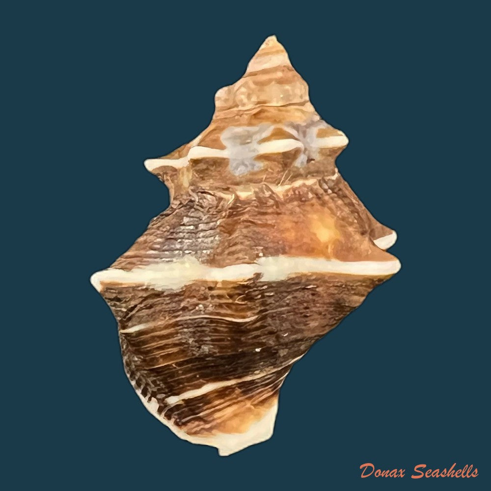 thaisella-kiosquiformis-duclos-1832-28-8mm-copia