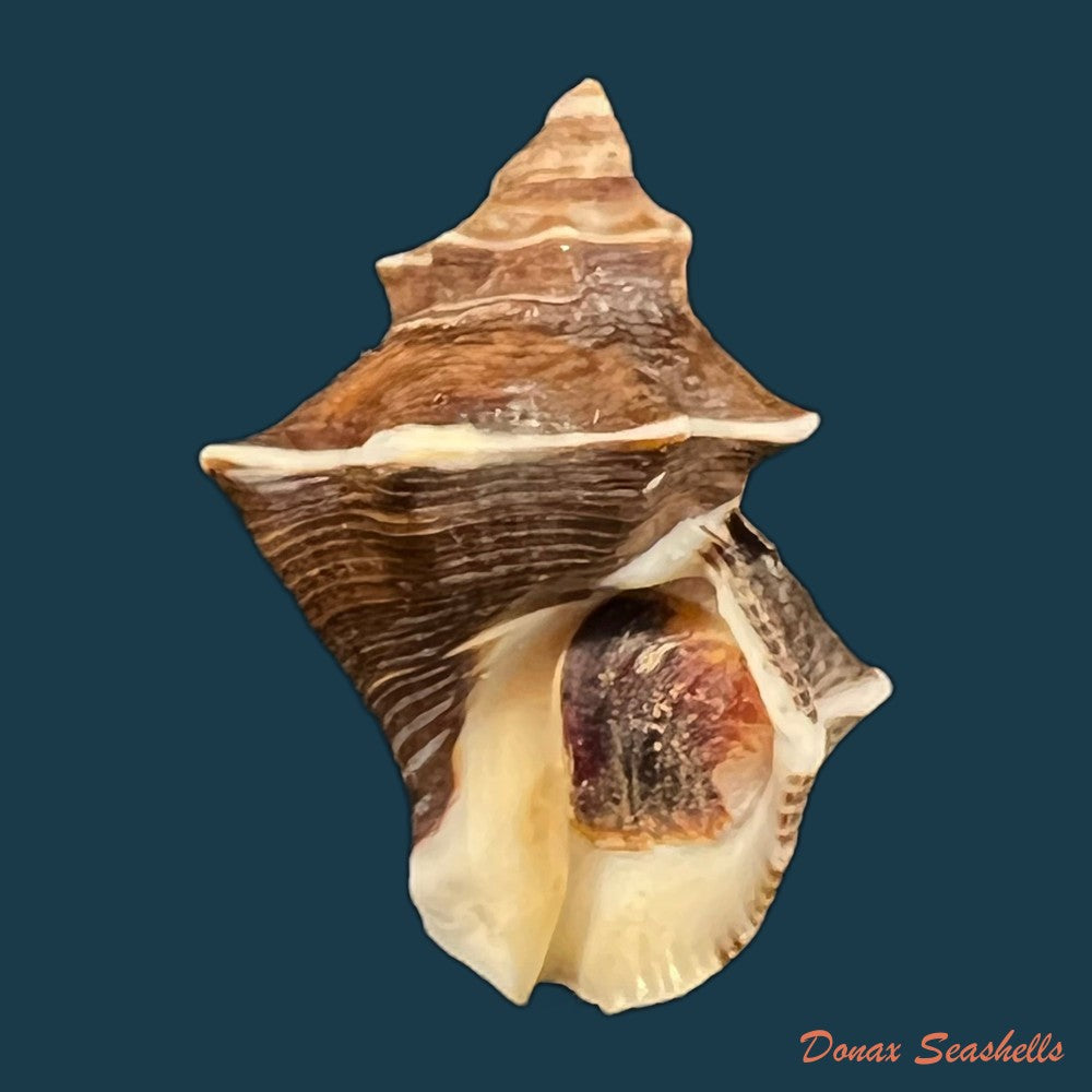 thaisella-kiosquiformis-duclos-1832-28-8mm-copia