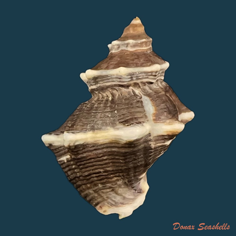 thaisella-kiosquiformis-duclos-1832-29-9mm-copia