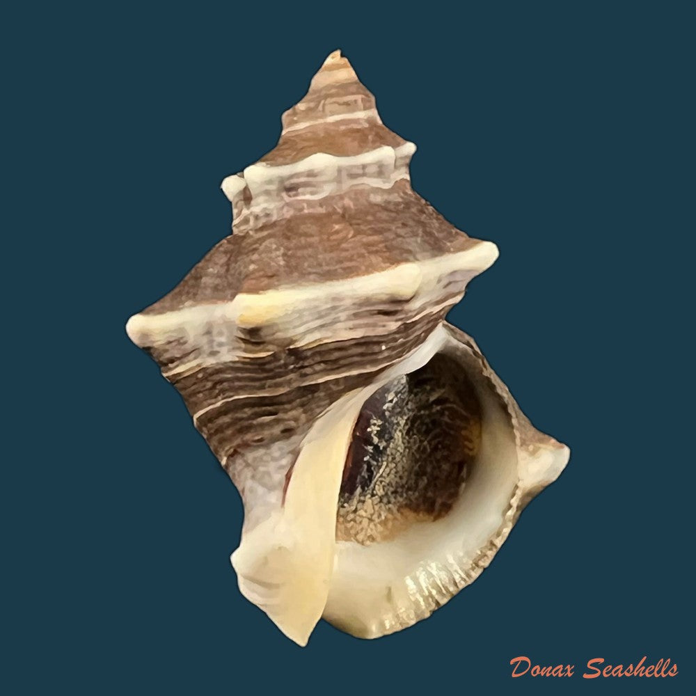 thaisella-kiosquiformis-duclos-1832-29-9mm-copia