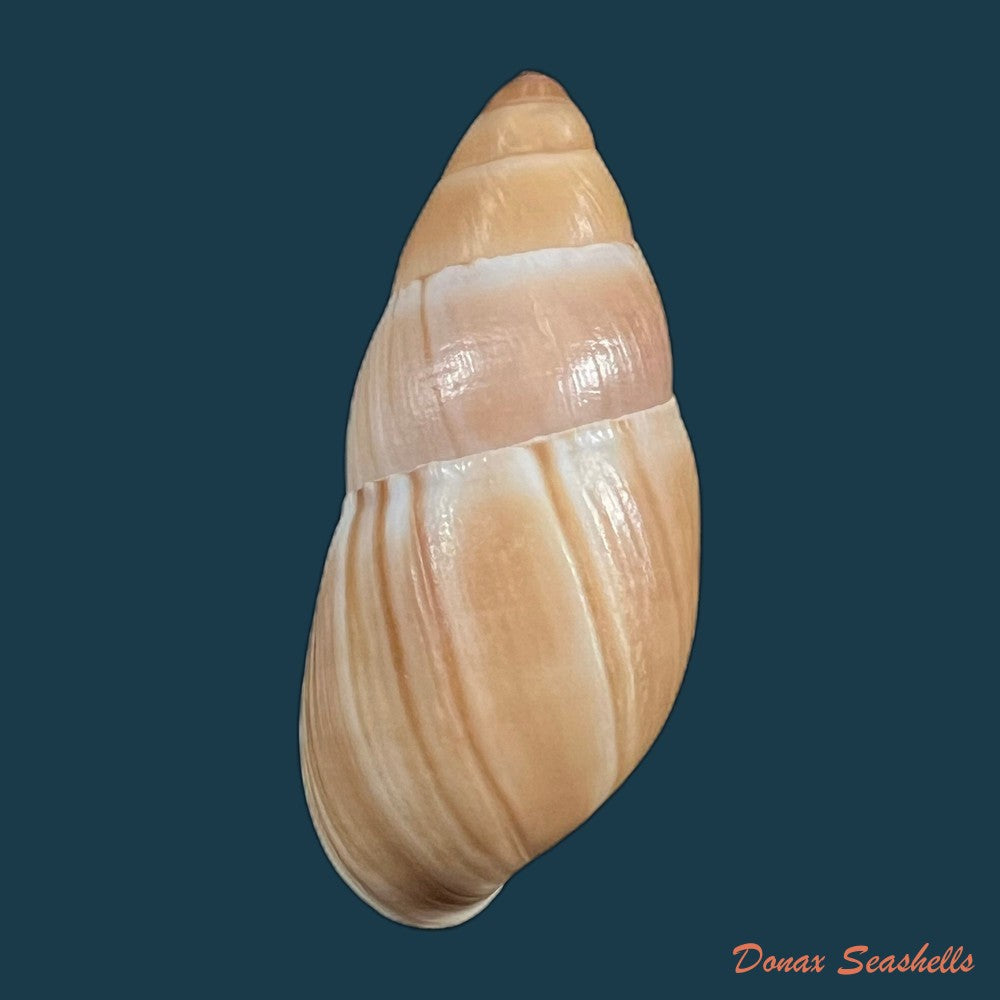 thaumastus-achilles-l-pfeiffer-1853-62-8mm-copia