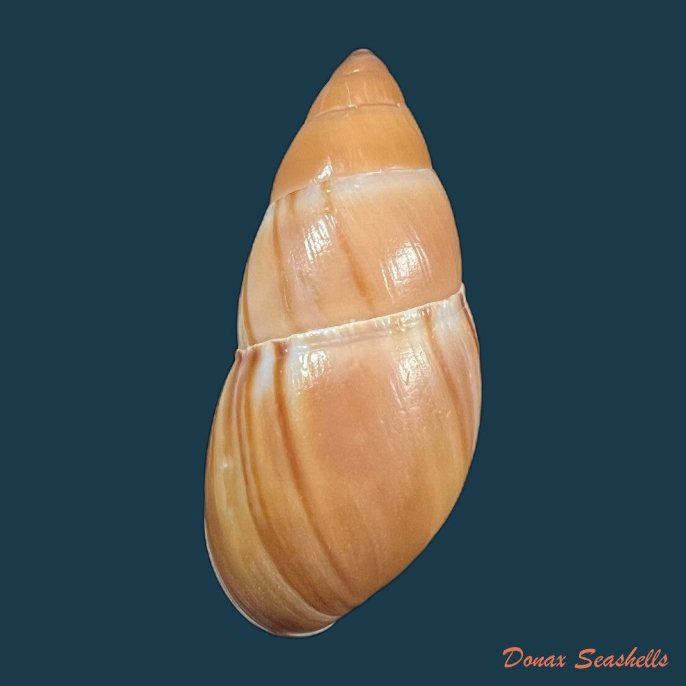 thaumastus-cf-flori-jousseaume-1897-54-4mm-copia