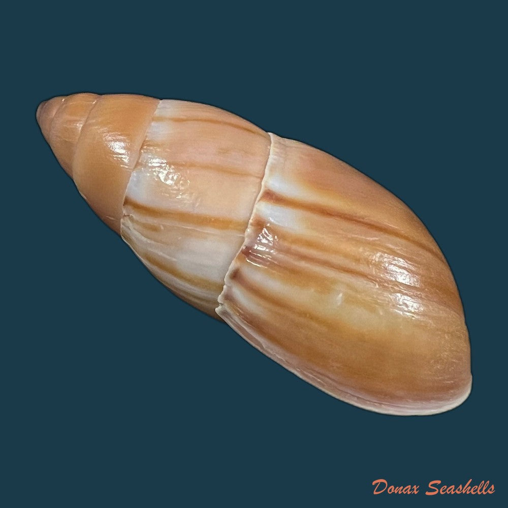 thaumastus-cf-flori-jousseaume-1897-54-4mm-copia