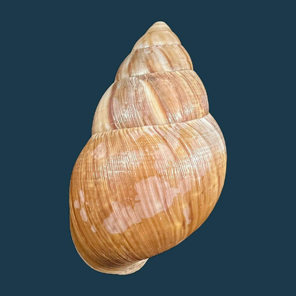 thaumastus-foveolatus-reeve-1849-69-8mm-copia