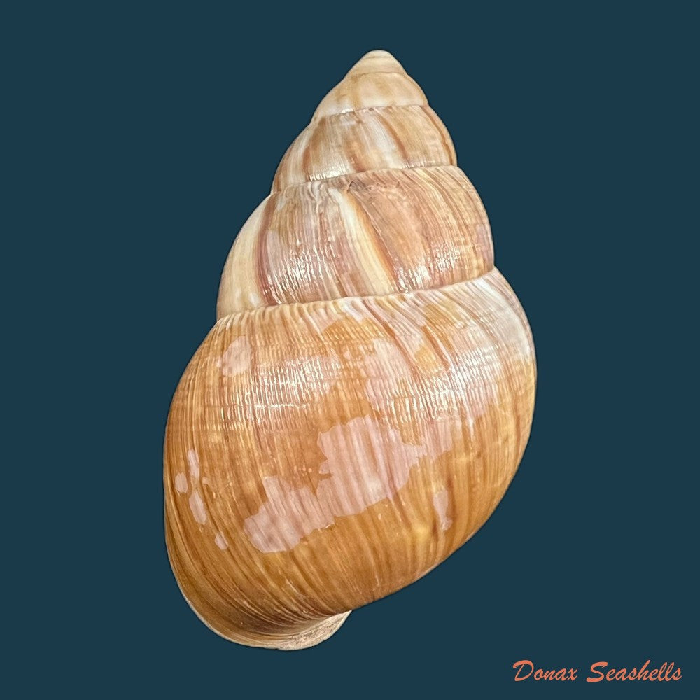 thaumastus-foveolatus-reeve-1849-69-8mm-copia