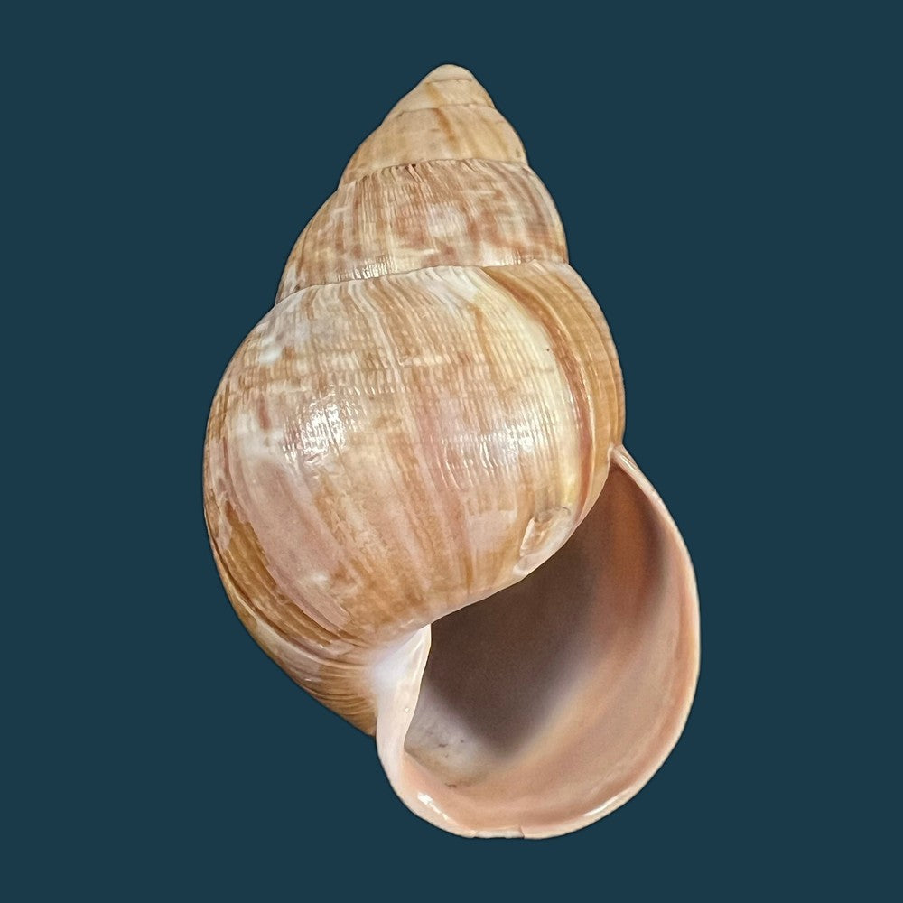 thaumastus-foveolatus-reeve-1849-69-8mm-copia