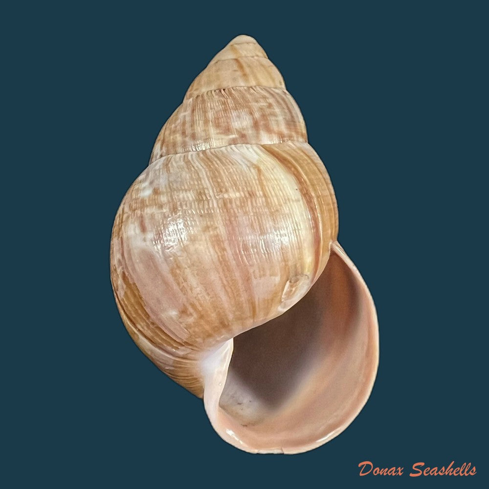 thaumastus-foveolatus-reeve-1849-69-8mm-copia