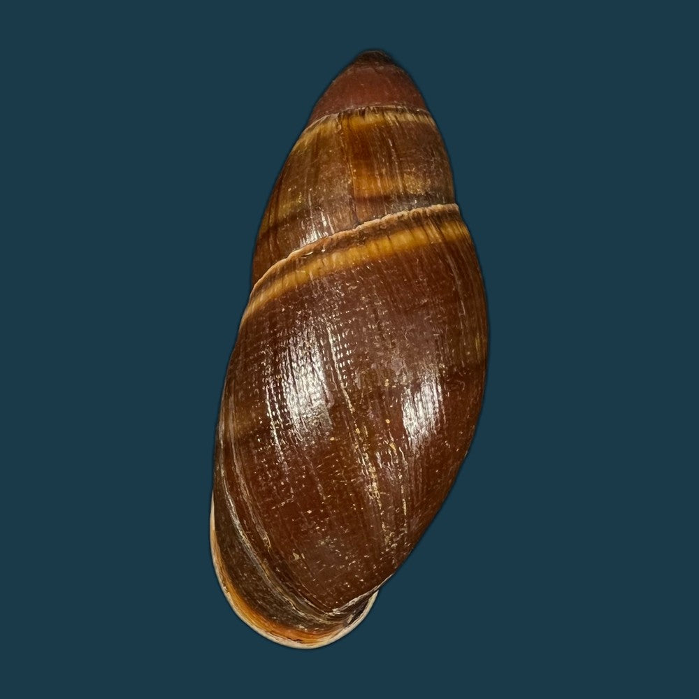 thaumastus-foveolatus-reeve-1849-73-8mm-copia
