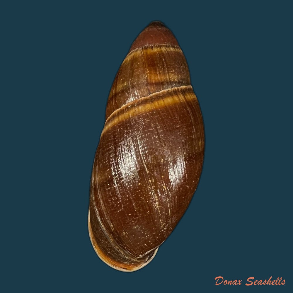 thaumastus-foveolatus-reeve-1849-73-8mm-copia