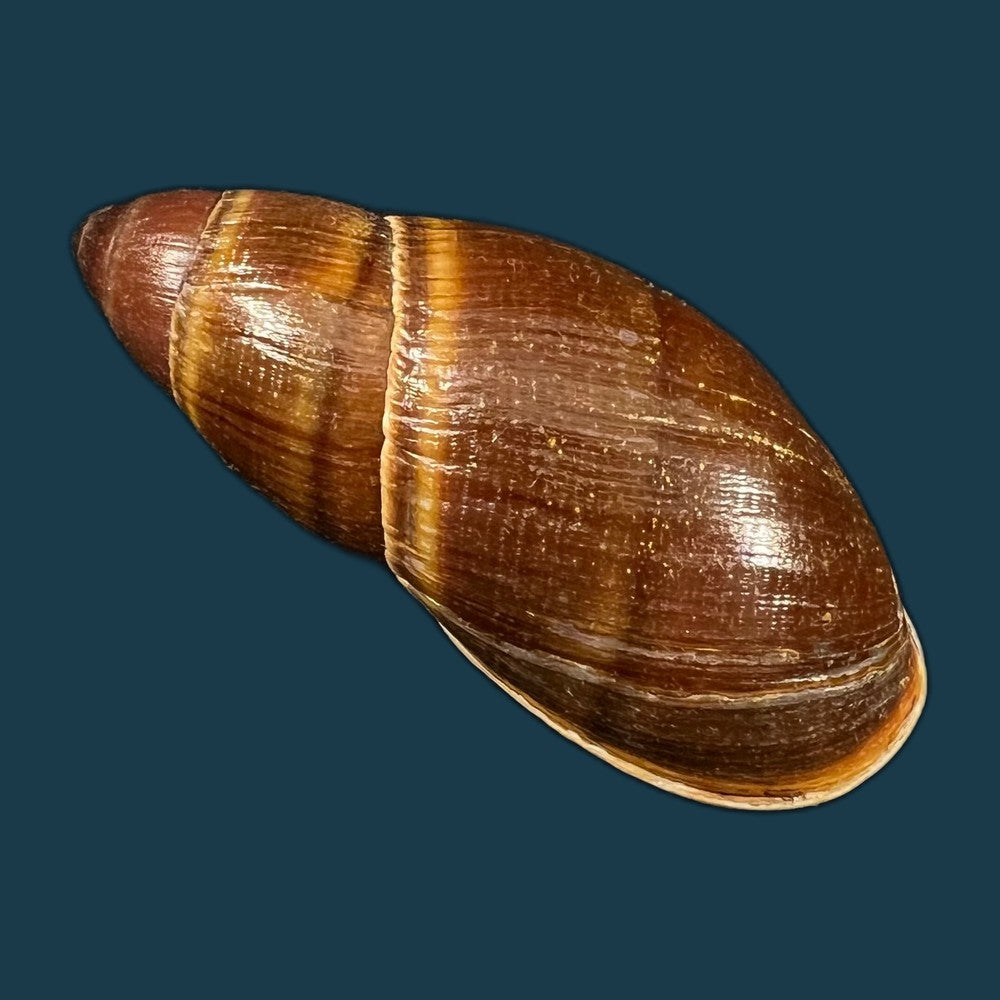 thaumastus-foveolatus-reeve-1849-73-8mm-copia