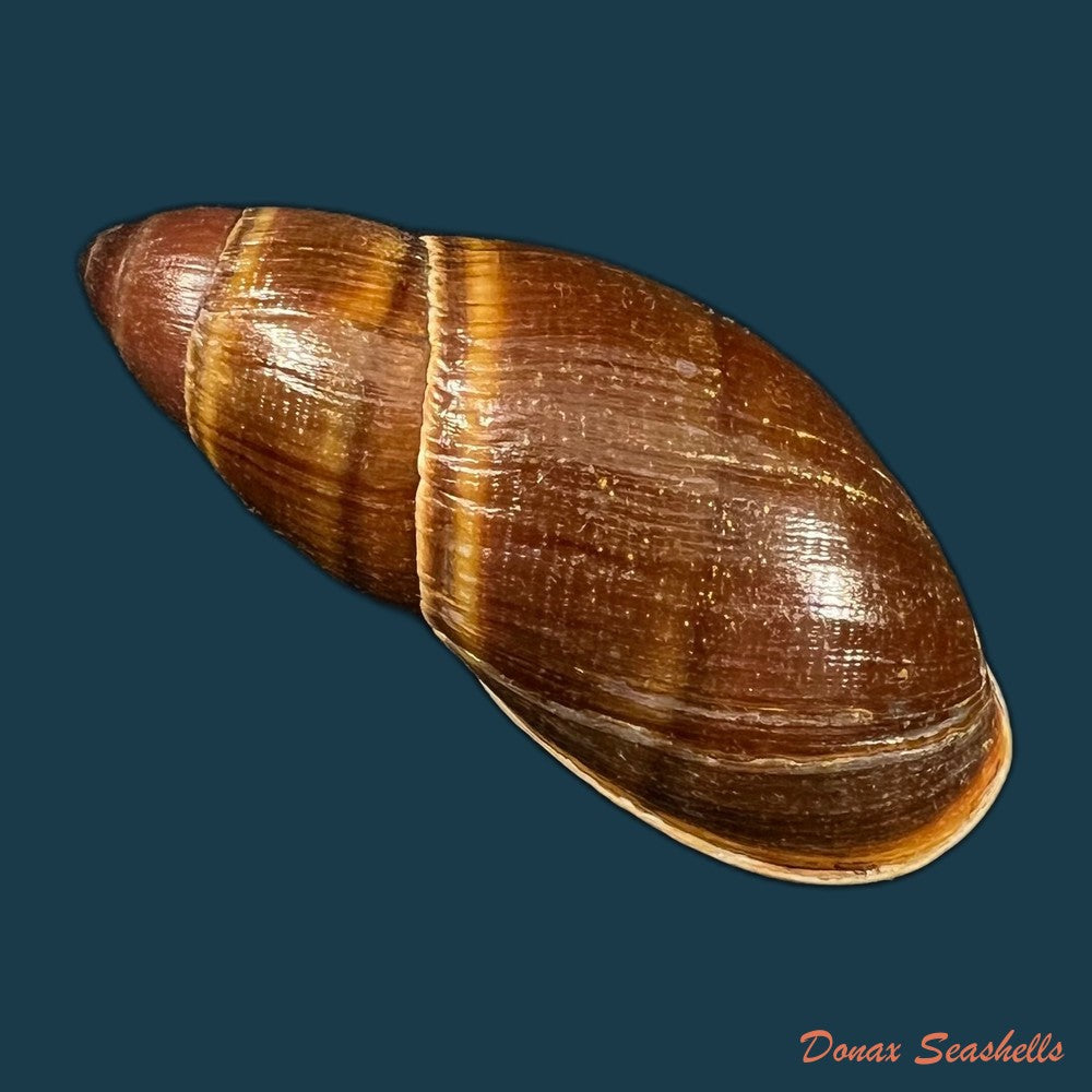 thaumastus-foveolatus-reeve-1849-73-8mm-copia