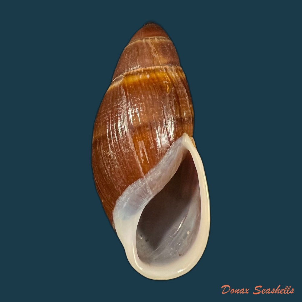 thaumastus-foveolatus-reeve-1849-73-8mm-copia