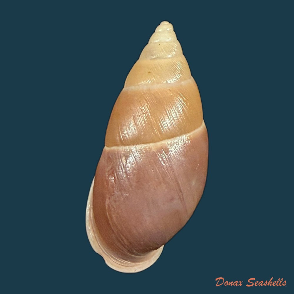 thaumastus-sangoae-tschudi-in-troschel-1852-82-9mm-copia