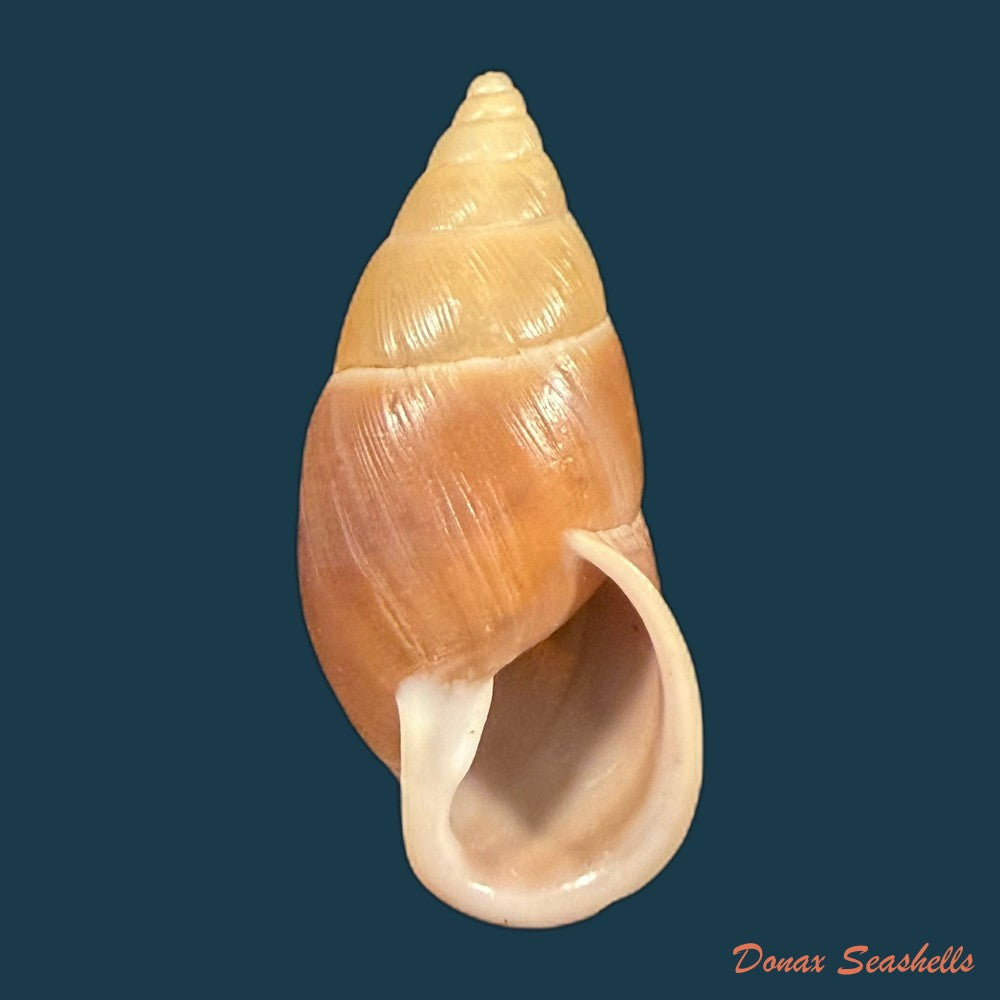 thaumastus-sangoae-tschudi-in-troschel-1852-82-9mm-copia