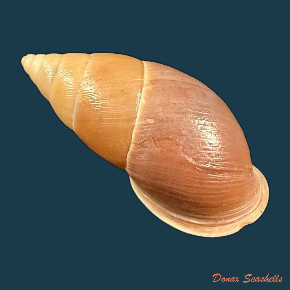 thaumastus-sangoae-tschudi-in-troschel-1852-82-9mm-copia