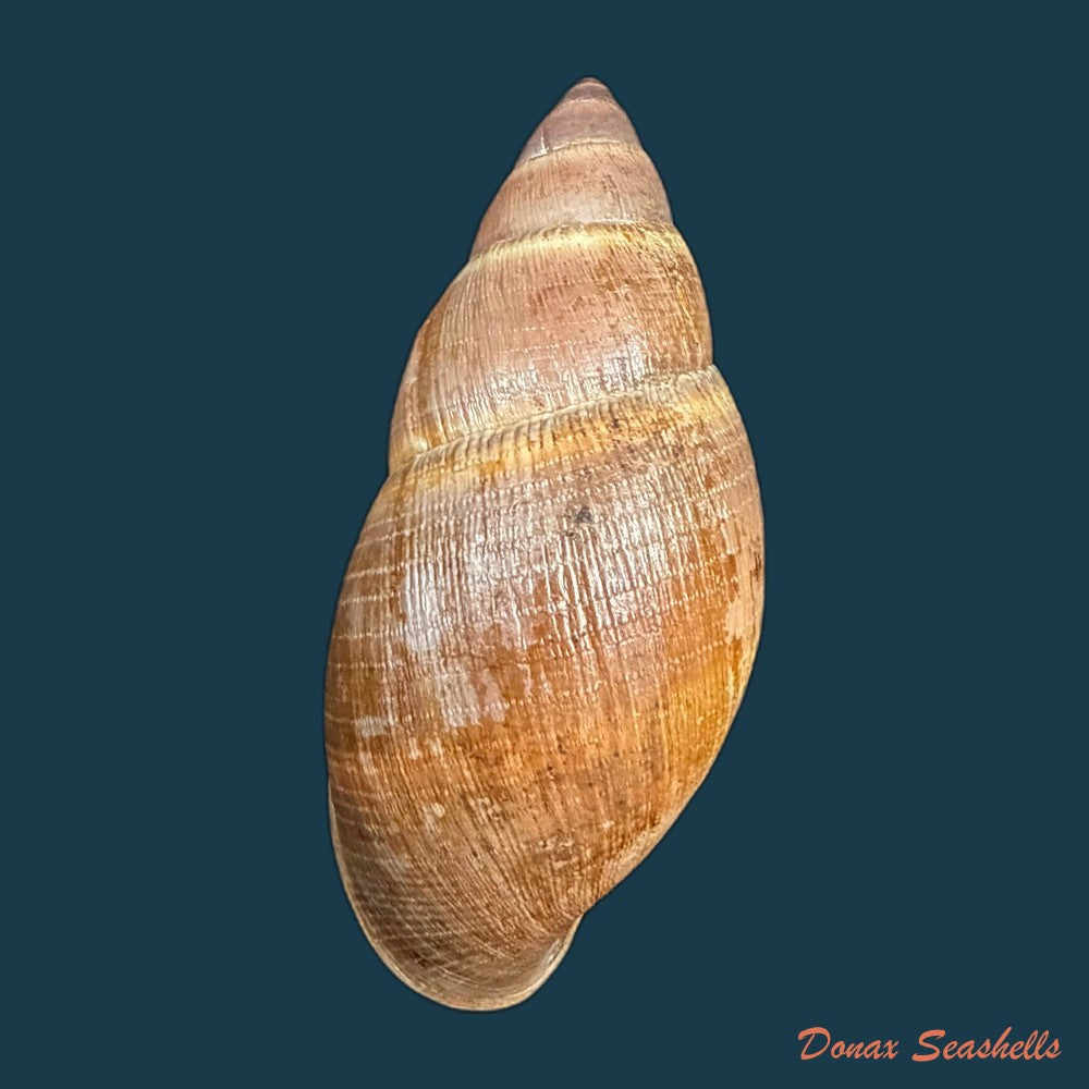 thaumastus-sangoae-tschudi-in-troschel-1852-83-6mm-copia-1