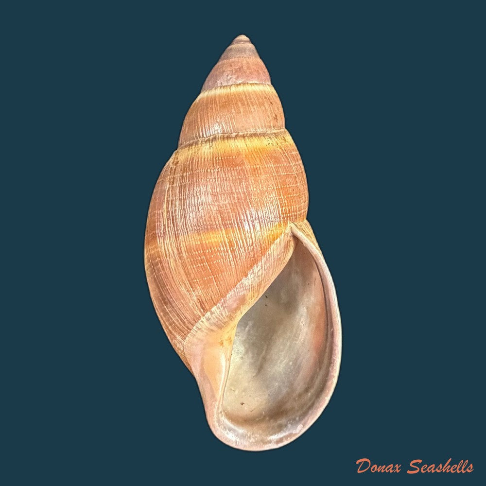 thaumastus-sangoae-tschudi-in-troschel-1852-83-6mm-copia-1
