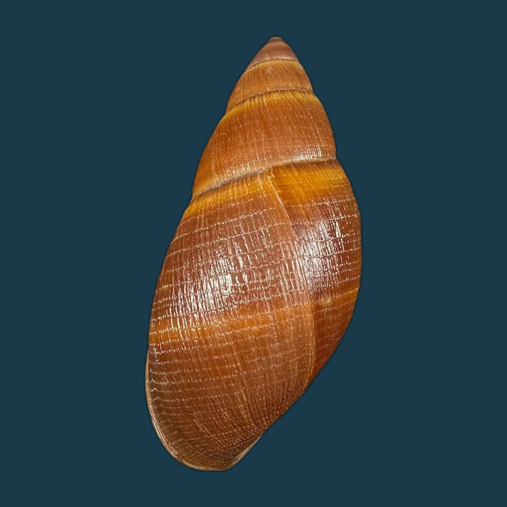 thaumastus-sangoae-tschudi-in-troschel-1852-83-6mm-copia