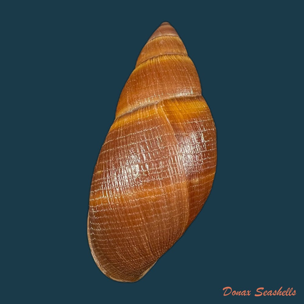thaumastus-sangoae-tschudi-in-troschel-1852-83-6mm-copia