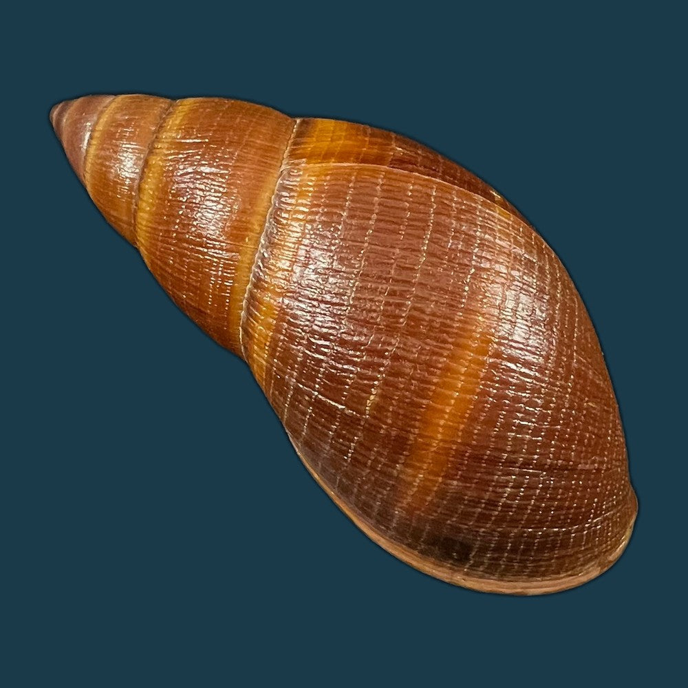 thaumastus-sangoae-tschudi-in-troschel-1852-83-6mm-copia
